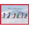 クリスマスカード　ペンギンパレード